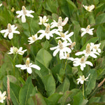 Pond Marginal Anemopsis Californica - Premium Series - Kit