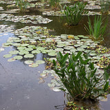 Pond Marginal Anemopsis Californica - Premium Series - Kit