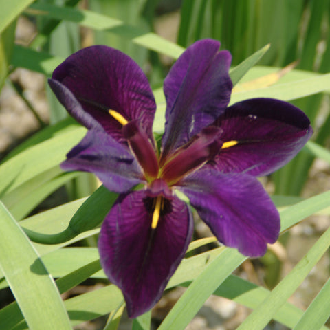 Pond Marginal - Louisiana Iris Black Gamecock - Premium Series - Kit