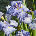 Pond Marginal - Iris Ensata Eden's Paintbrush - Premium Series - Kit