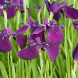 Pond Marginal - Iris Ensata Royal Banner - Premium Series - Kit