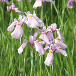 Pond Marginal - Iris Laevigata Rose Queen - Premium Series - Kit