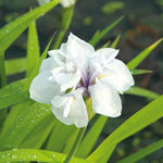 Pond Marginal - Iris Laevigata Snowdrift - Premium Series - Kit
