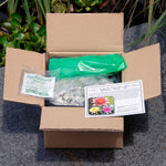 Pond Marginal - Typha Minima Mini Cattail - Premium Series - Kit