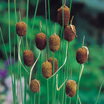 Pond Marginal - Typha Minima Mini Cattail - Premium Series - Kit