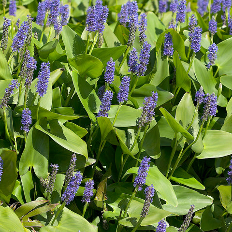 Pond Marginal - Pontederia cordata - Premium Series - Kit