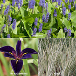 Pond Plant Marginal Collection - Premium Series - 3 Varieties - 3 Kits