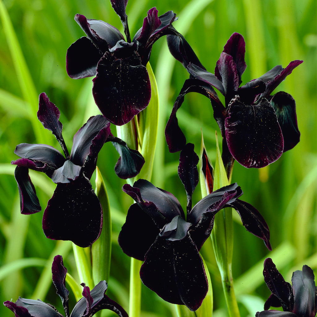 black iris plant Iris Black Chrysographes