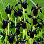 Iris Black Chrysographes