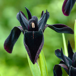 Iris Black Chrysographes