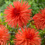 Dahlia - Orange Marmalade