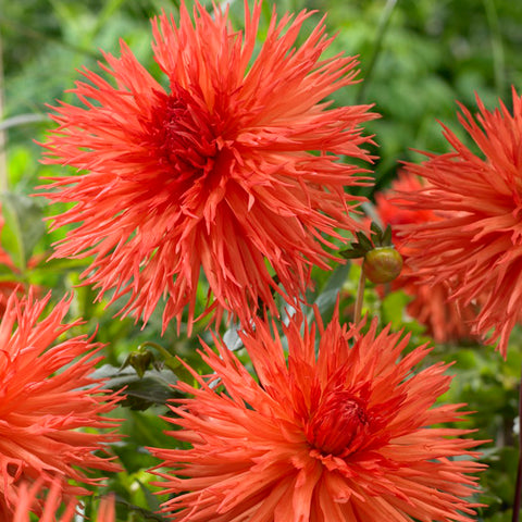 Dahlia - Orange Marmalade