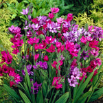 Babiana stricta - Mix