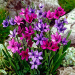 Babiana stricta - Mix