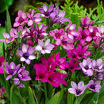 Babiana stricta - Mix
