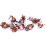 Babiana stricta - Mix