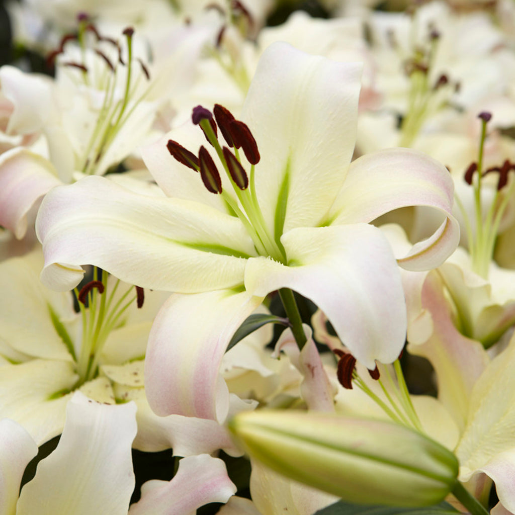 female lily flower Lily - Mammoth Tall