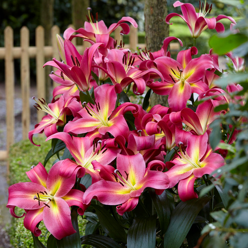 Lily ORIENTAL STARGAZER LILY FLOWER BULBS HARDY 3-4 FT TALL