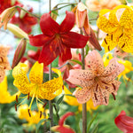 Lily - Tiger - Value Blend Pack