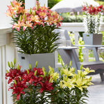 Lily - Patio Container Varieties - Pollen-Free Collection
