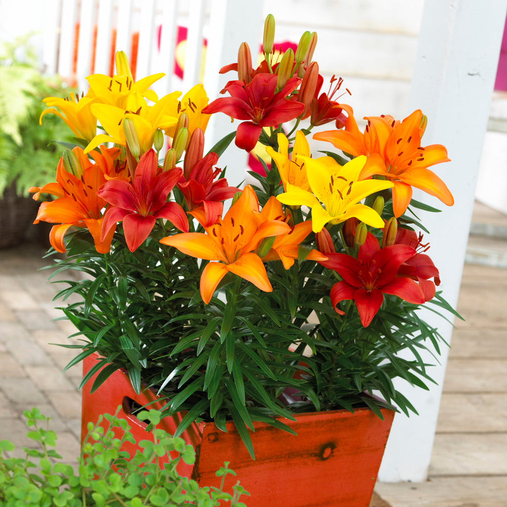 Lily