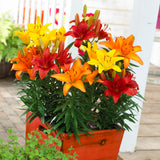 Lily - Sunset Patio Container Blend