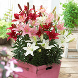 Lily - Patio Container Varieties - Asiatic Sorbet Blend