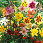 Lily - Non-Stop Blooming Blend