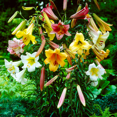 Lily - Giant Trumpet Mixture