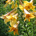 Lily - Giant Trumpet Mixture