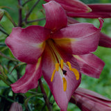 Lily - Giant Trumpet Mixture