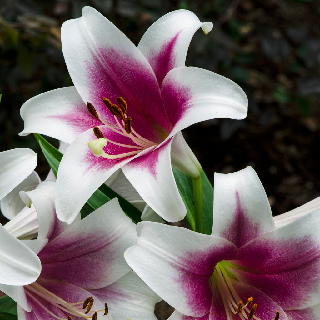 Lily - Friso – Plantcetera