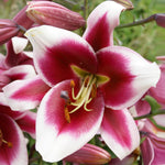 Lily - Friso
