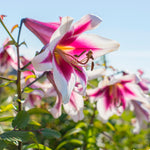 Lily - Friso