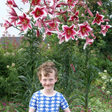 Lily - Friso