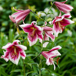 Lily - Friso