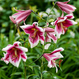 Lily - Friso