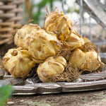 Lily - Friso