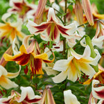 Lily - Oriental Trumpet Fragrant Beverly Dreams Blend