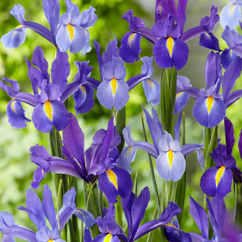 Dutch Iris - All Blue Discovery