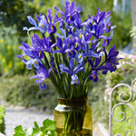 Dutch Iris - All Blue Discovery