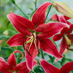 Lily - Premium OT Hybrid - Miss Feya