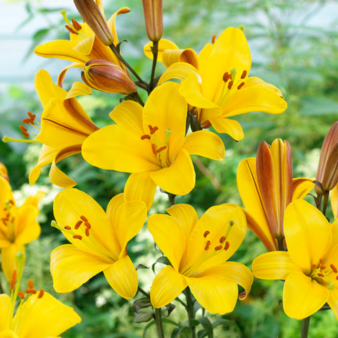 Lily - Premium OT Hybrid - Yellow Planet