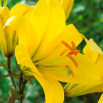 Lily - Premium OT Hybrid - Yellow Planet