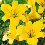 Lily - Premium OT Hybrid - Yellow Planet
