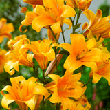 Lily - Premium OT Hybrid - Orange Planet