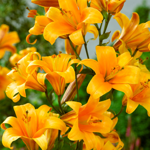 Lily - Premium OT Hybrid - Orange Planet