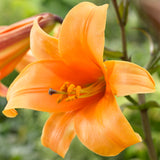 Lily - Premium OT Hybrid - Orange Planet