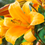 Lily - Premium OT Hybrid - Orange Planet