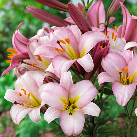 Lily - Premium OT Hybrid - Pink Planet